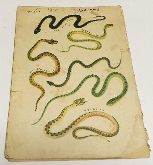 Юный натуралист. № 7 Июль 1938 г.