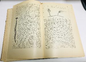 Tierbau und Tierleben in ihrem Zusammenhang betrachtet. II band.  Животноводство и животный мир. 