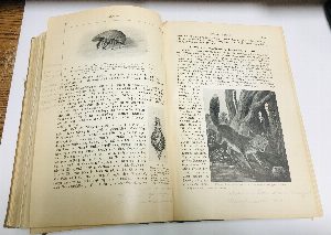 Tierbau und Tierleben in ihrem Zusammenhang betrachtet. II band.  Животноводство и животный мир. 