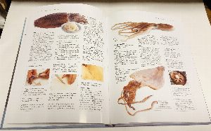 Практическая энциклопедия японской кухни. Традиции, кулинарные приемы, продукты, рецепты