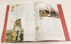 Хищники наших лесов.