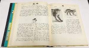 Мир животных: 1 - Птицы. Рыбы, земноводные и пресмыкающиеся. 2 - Беспозвоночные ископаемые животные. 3 - Насекомые. Пауки. Домашние животные. 4 - Млекопитающие, или звери