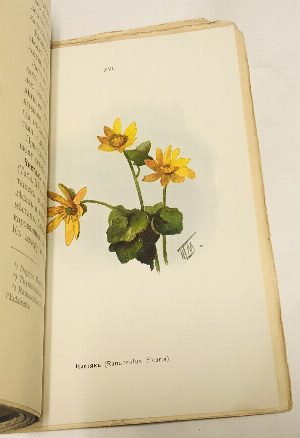 Наши весенние цветы. Популярные очерки Д.Кайгородова. Серия 1-я. Растения, зацветающие ранней весной..